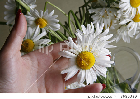 Bouquet of camomiles Bouquet of camomiles 8680389