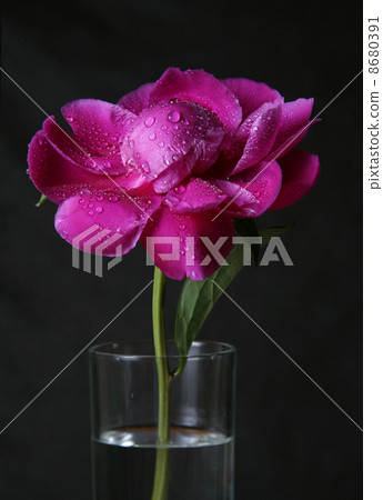 Peony in drops Peony in drops 8680391