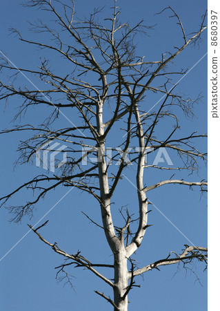 Petrified tree Petrified tree 8680397