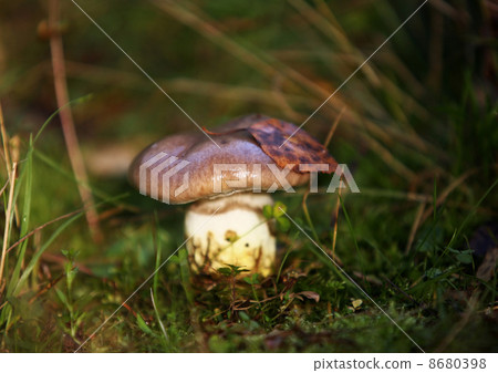 Mushroom Mushroom 8680398