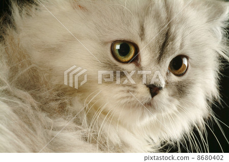 Kitten 8680402