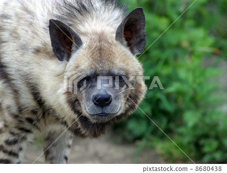 Hyena 8680438