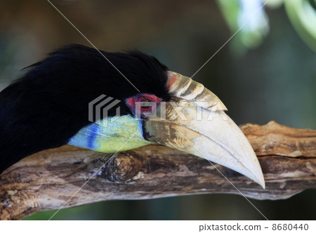 Wreathed Hornbill 8680440