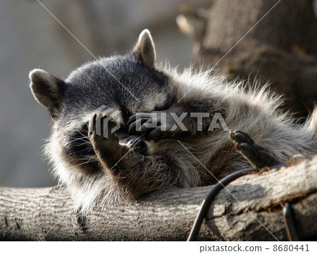 raccoon 8680441