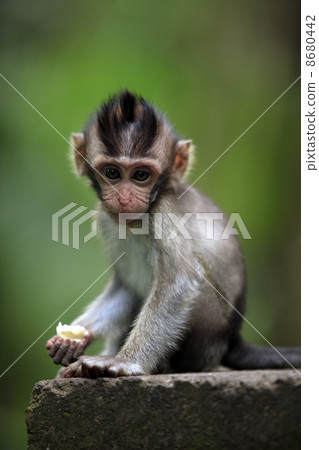 Child of monkeys 8680442