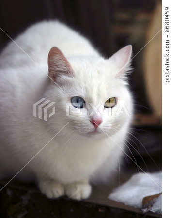 Portrait of a cat with different eyes Portrait of a cat with different eyes 8680459