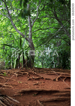 Tropical forest Tropical forest 8680699