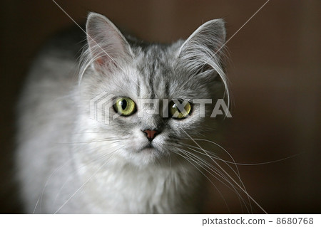 Portrait of a kitten 8680768