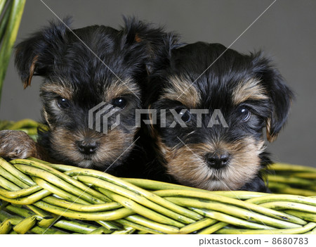 Yorkshire terrier Yorkshire terrier 8680783