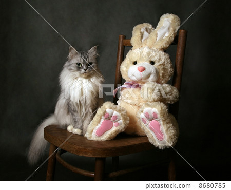 Cat on a chair Cat on a chair 8680785