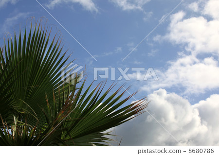Sheet of a palm tree Sheet of a palm tree 8680786