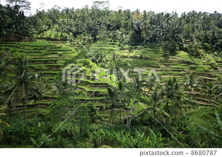 Rice terraces Rice terraces 8680787