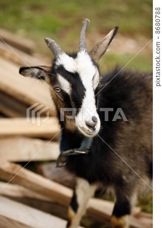 Baby Goat 8680788