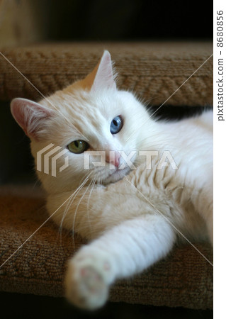 Portrait of a cat with different eyes Portrait of a cat with different eyes 8680856