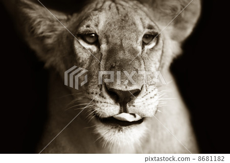 Panthera Leo Panthera Leo 8681182