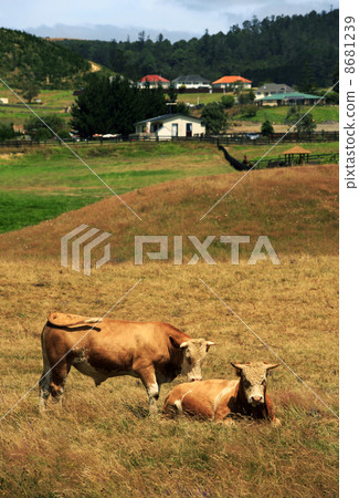 Grazing cows Grazing cows 8681239