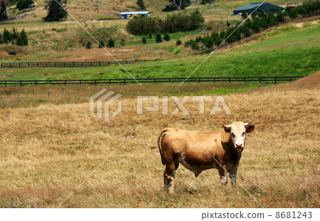 Grazing cow Grazing cow 8681243