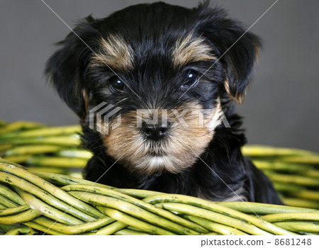 Yorkshire terrier 8681248