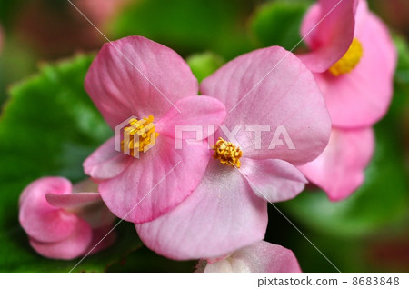 Bekonia Bekonia 8683848