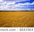 Paddy field at the time of harvest 8683964