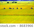 Route of school in rice field 8683966