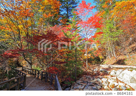 Akazawa自然休閒森林的秋天 8684181