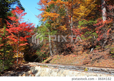 Akazawa自然休閒森林的秋天 8684182
