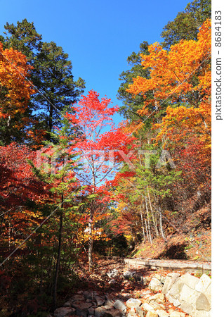 Akazawa自然休閒森林的秋天 8684183
