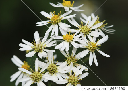 Yamashirogiku 8684190