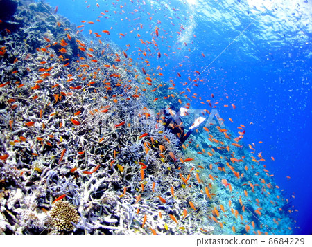 Many goldfish dolls and divers 8684229