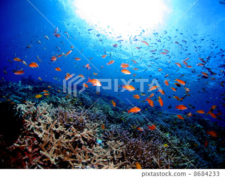 Lots of tropical fish and coral reefs in Miyakojima Lots of tropical fish and coral reefs in Miyakojima 8684233