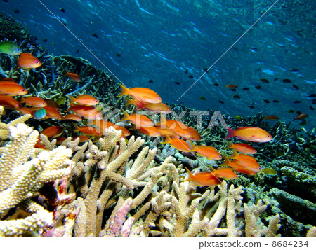 Galleries floundering in coral Galleries floundering in coral 8684234