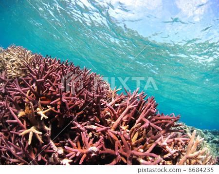 Coral grown in Yae dune in Miyakojima 8684235