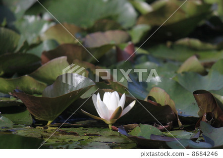 Water lily Water lily 8684246