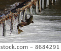 Salmon jumping 8684291