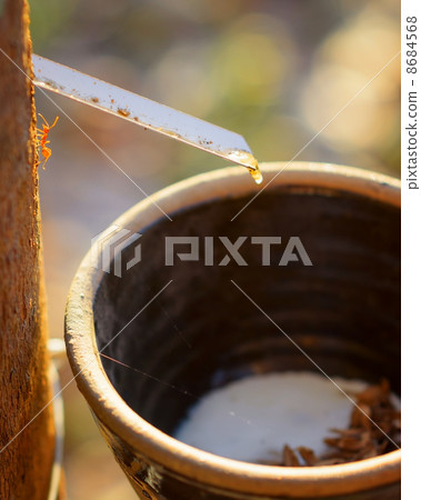 Getting of milk of rubber tree 8684568