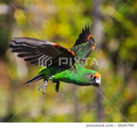 Flying sky honey Naga parakeet Flying sky honey Naga parakeet 8684796