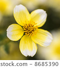 小黃花 8685390
