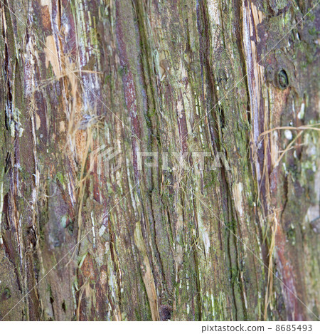 Texture bark Texture bark 8685493