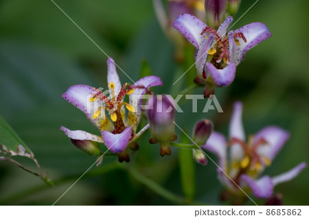 Hototogisu Hototogisu 8685862