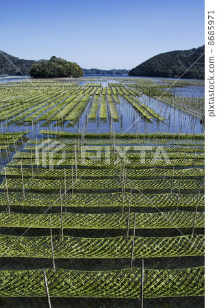 紫菜養殖海藻的風景 8685971