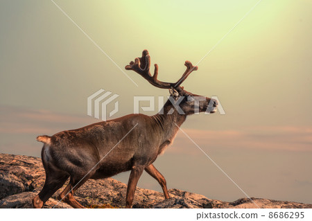 Raindeer Raindeer 8686295