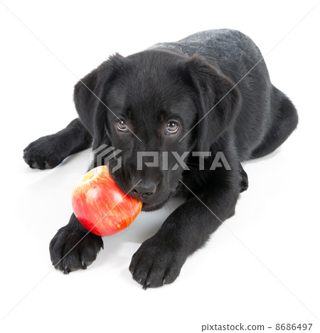 Labrador Retriever Puppy Labrador Retriever Puppy 8686497