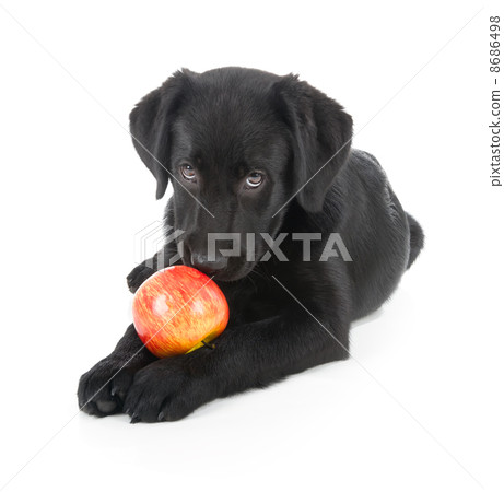 Labrador Retriever Puppy 8686498