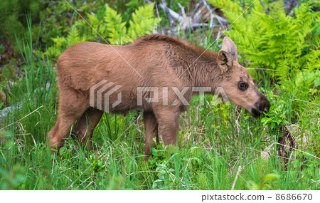 Baby Moose Eating Baby Moose Eating 8686670