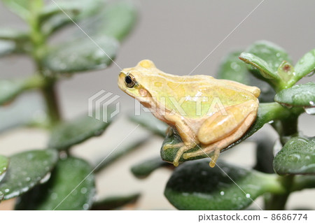 一隻青蛙 一隻青蛙 8686774
