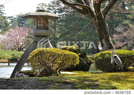 Spring of Kanazawa Kenrokuen Spring of Kanazawa Kenrokuen 8686788