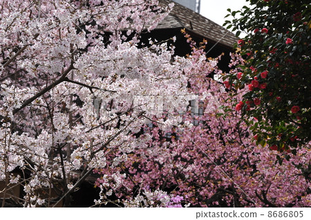 京都衣櫃花園的春天 8686805