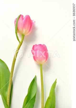 粉紅色的鬱金香 8686937