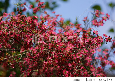 My name is Oyanmei Gyooryubai. The variety is Venus. 8687163